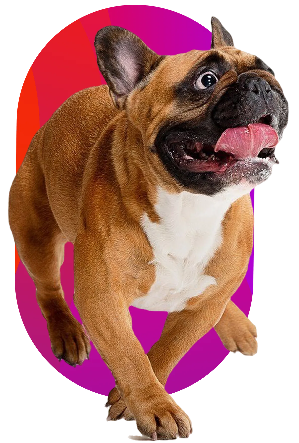French bulldog running excitedly over a magenta and orange WeeDoo shape
